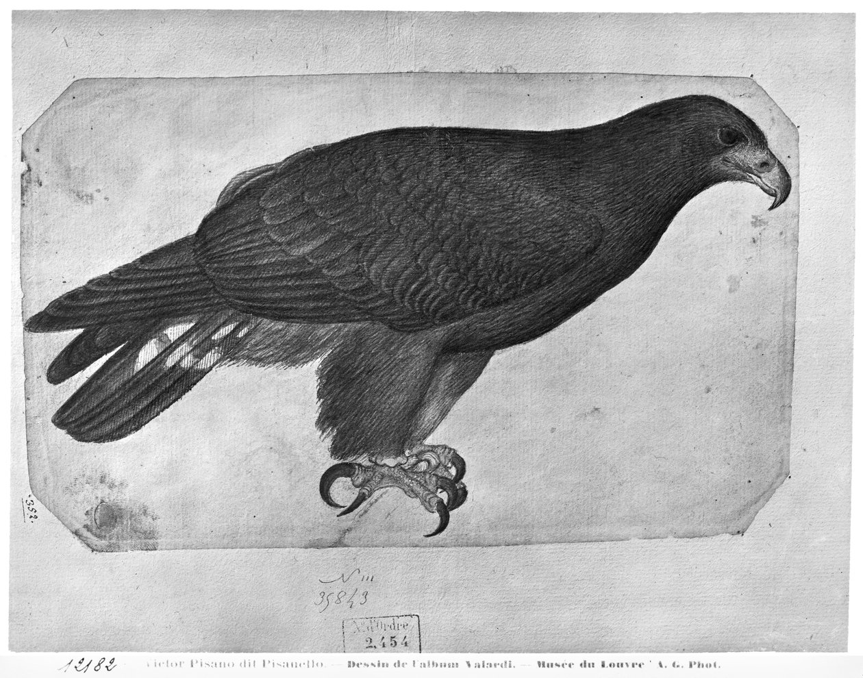 Hawk, fra The Vallardi Album (blyant og wc på papir) af Antonio Pisanello