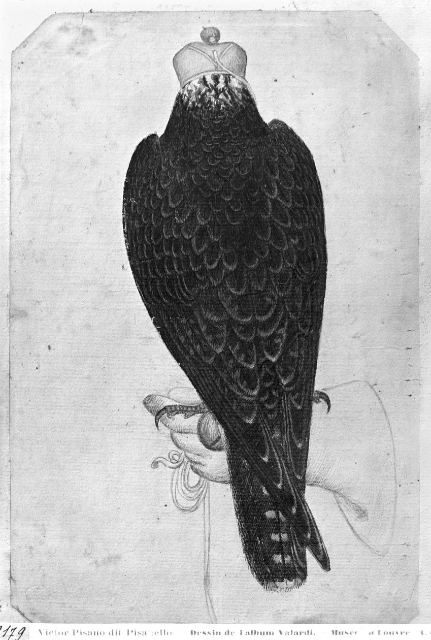 Hawk ved hånden, set bagfra, fra The Vallardi Album (pen og blæk og wc på papir) af Antonio Pisanello