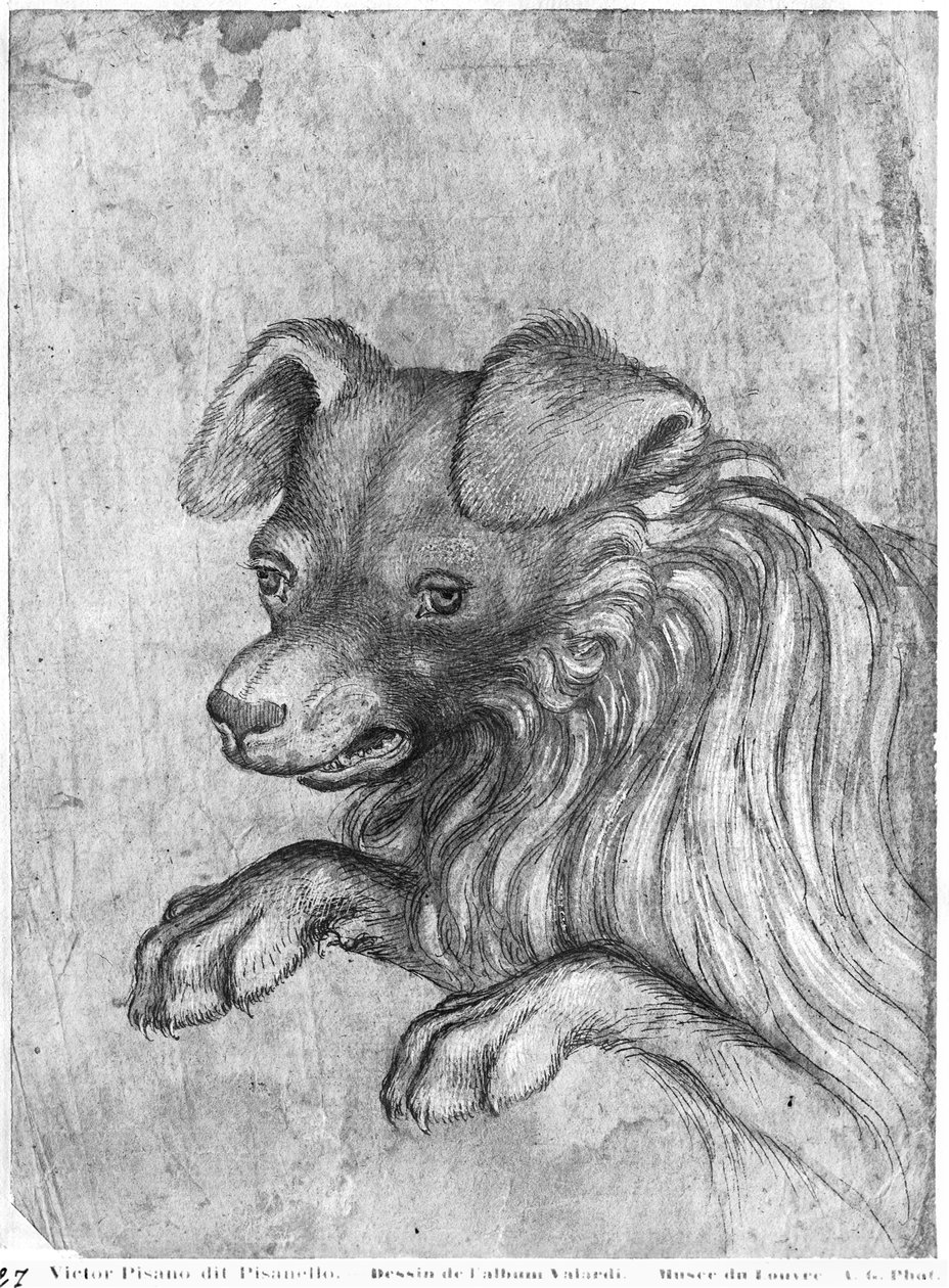 Hoved af en hund, fra The Vallardi Album af Antonio Pisanello