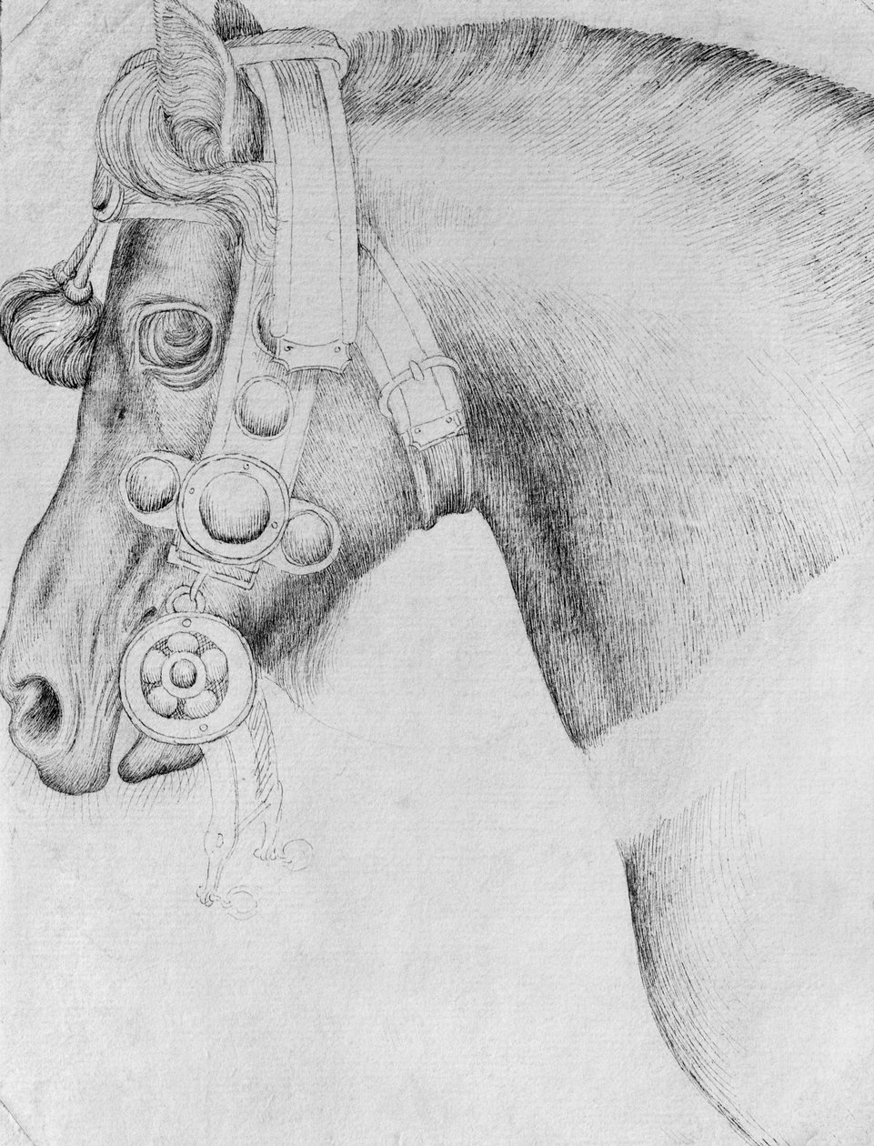 Hovedet af en hest, fra The Vallardi Album af Antonio Pisanello