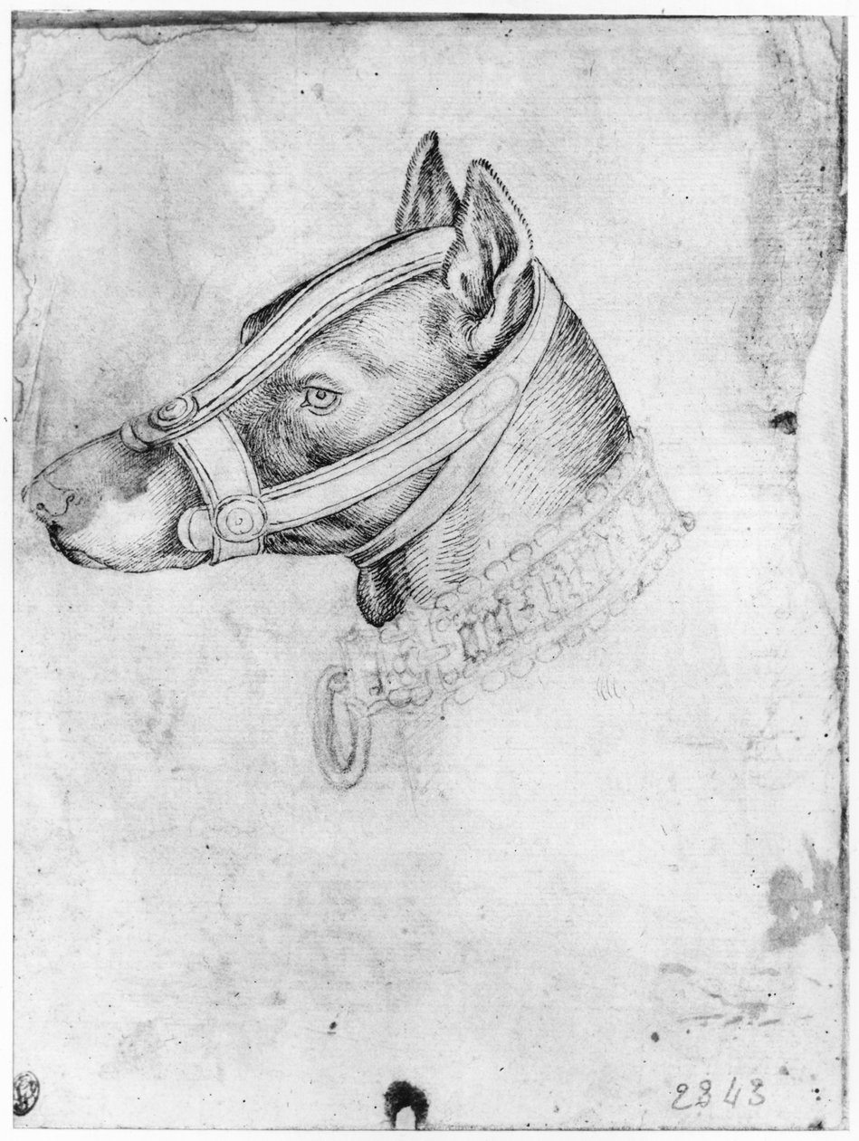 Hoved af en hund med mundkurv, fra The Vallardi Album af Antonio Pisanello