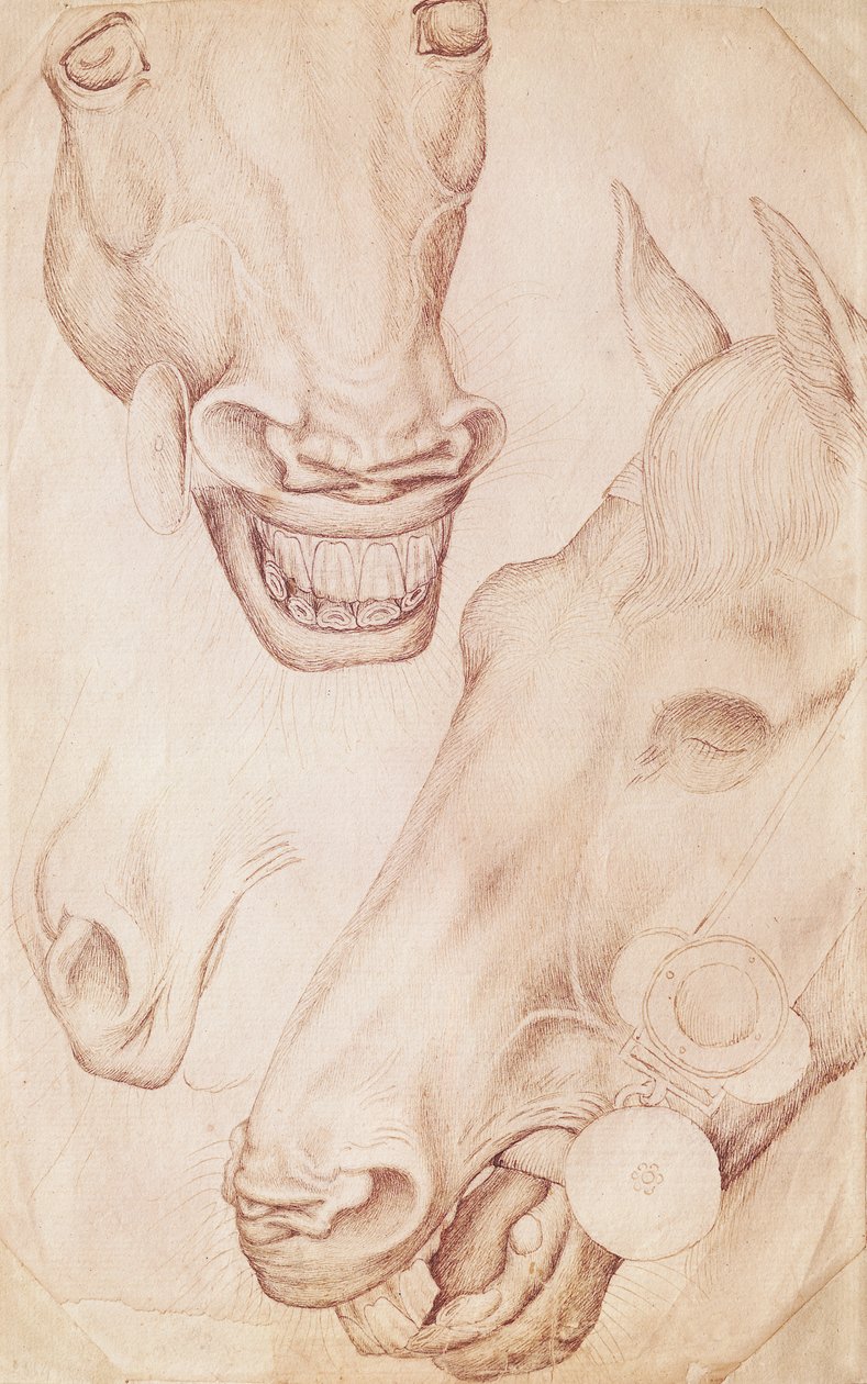 Heads of Horses, fra Vallardi Album af Antonio Pisanello