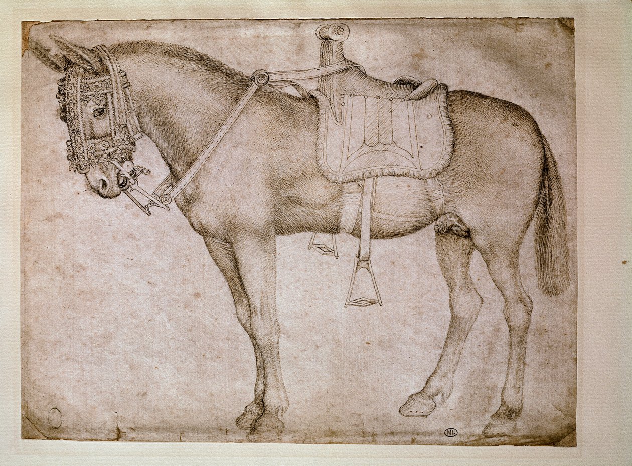 Muldyrsele. Tegning af Antonio Pisano dit il Pisanello (1380-1455) af Antonio Pisanello