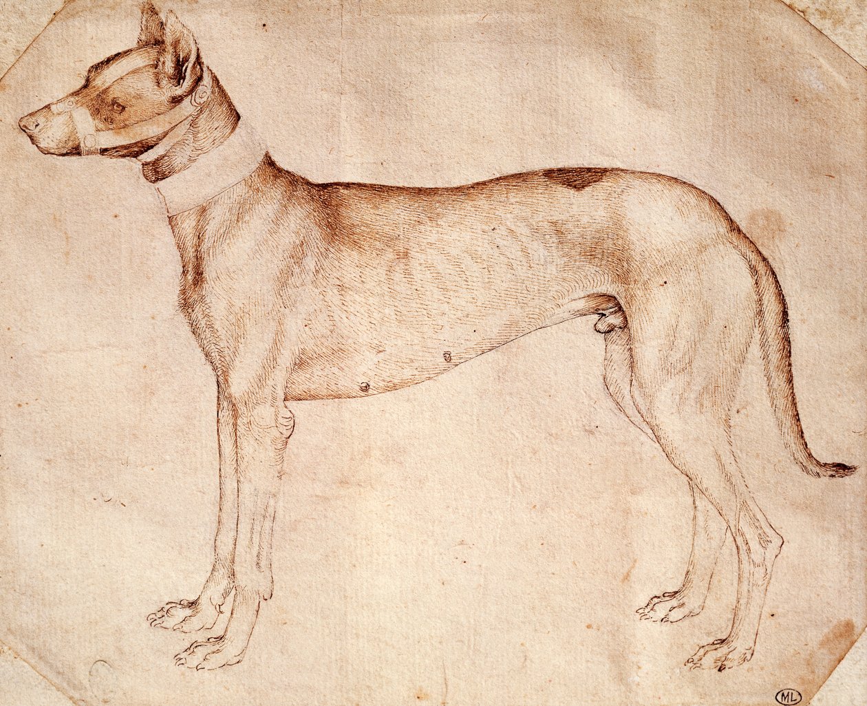 Studie af jagthund af Antonio Pisano kendt som Pisanello (før 1395- ca. 1455), tegning med kuglepen og brunt blæk af Antonio Pisanello
