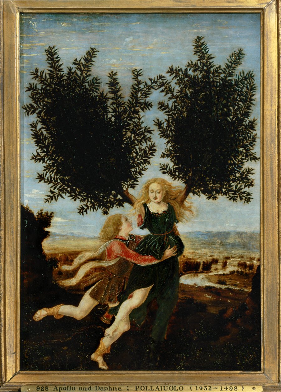 Apollo og Daphne ... (maleri på lærred) af Antonio Pollaiuolo