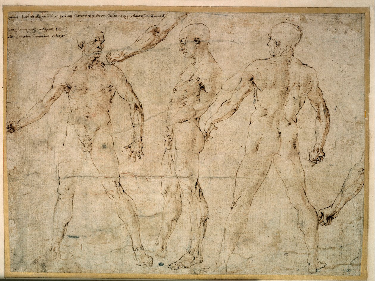 Tre nøgne mænd. Tegning af Antonio Pollaiuolo (Pollaiolo) (1432-1498) af Antonio Pollaiuolo