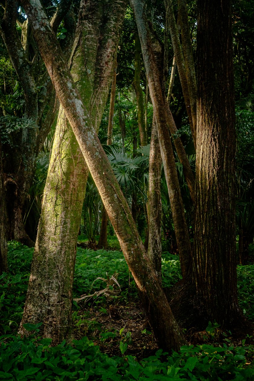 Afernoon, Tijuca Forest, Brasilien, 2022 (foto) af Antonio Schubert