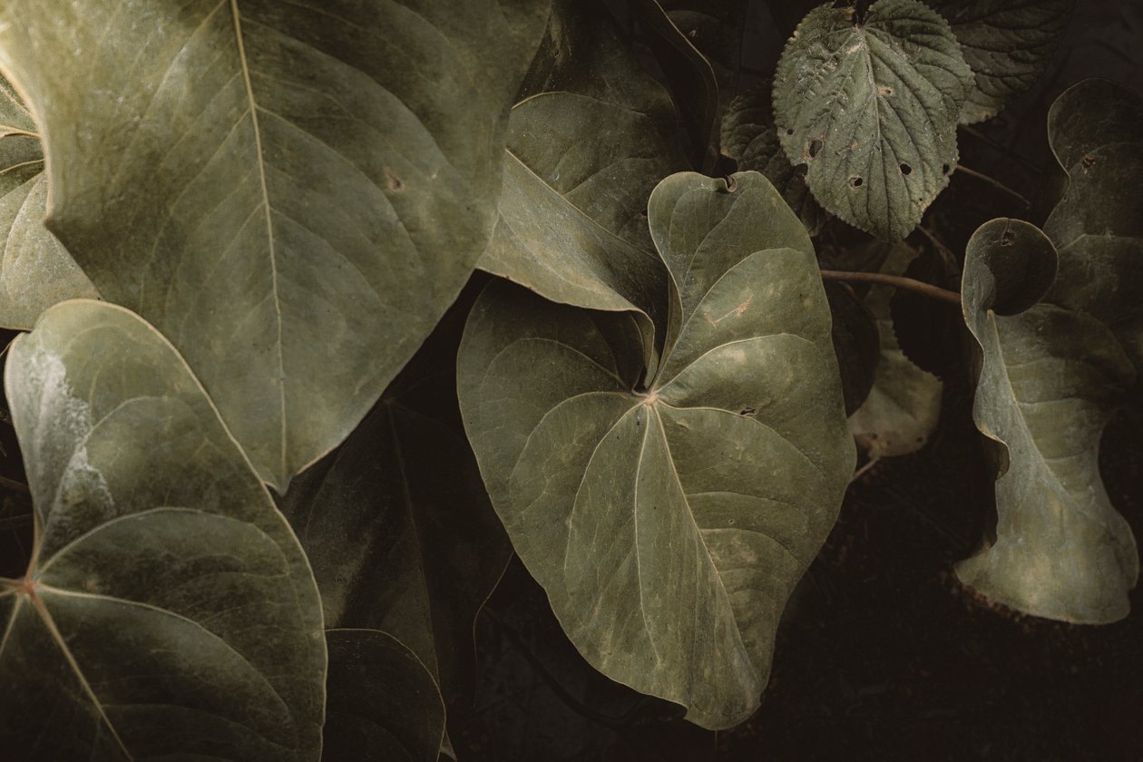Anthurium Andraeanum, XVI e, Petrópolis, Rio de Janeiro, Brasilien, 2025 (fotografi) af Antonio Schubert