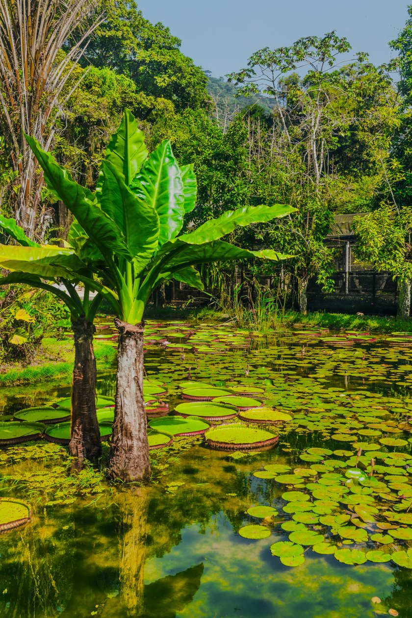Jardim Amazonico, 2024 (digitalt fotografi) af Antonio Schubert