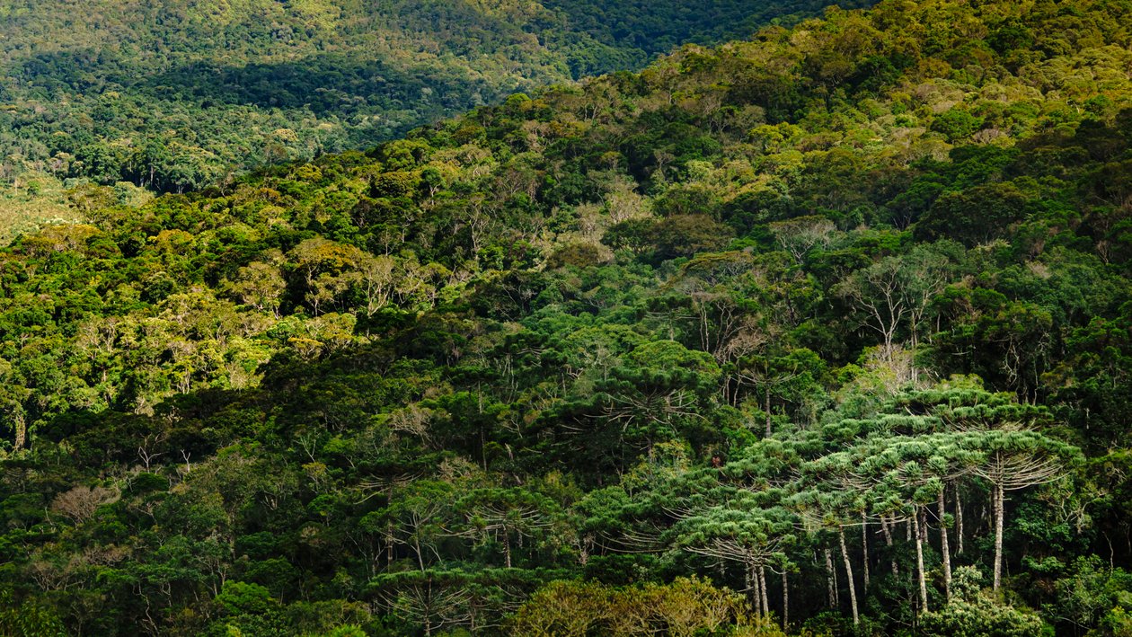 Mantiqueira LVIII, Brasilien, 2023 (foto) af Antonio Schubert