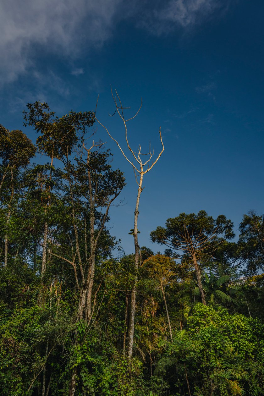 Mantiqueira XLVI, 2021 (foto) af Antonio Schubert