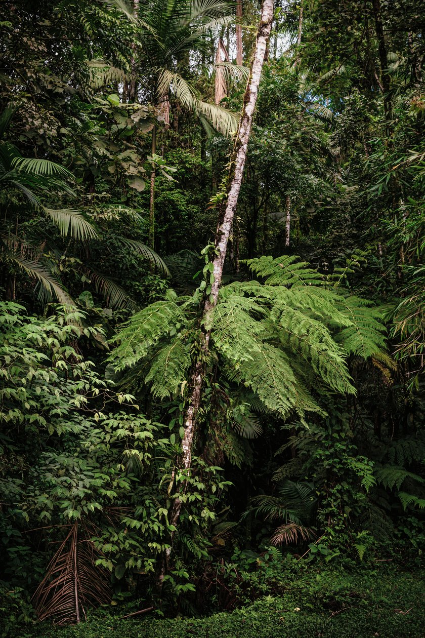 Mantiqueira XXXIV, 2015 (digitalt fotografi) af Antonio Schubert