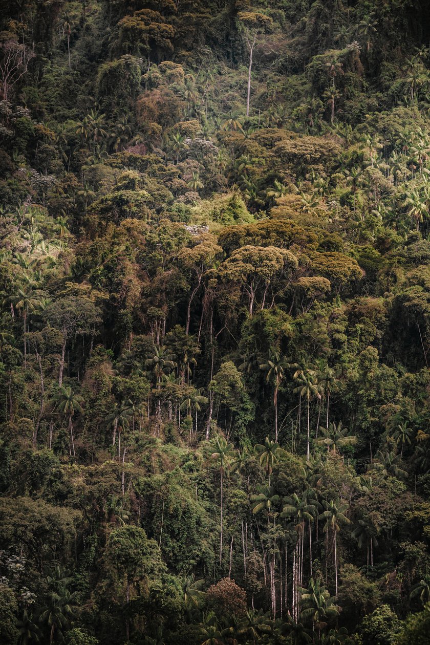 Mantiqueira XXXV, 2015 (digitalt fotografi) af Antonio Schubert
