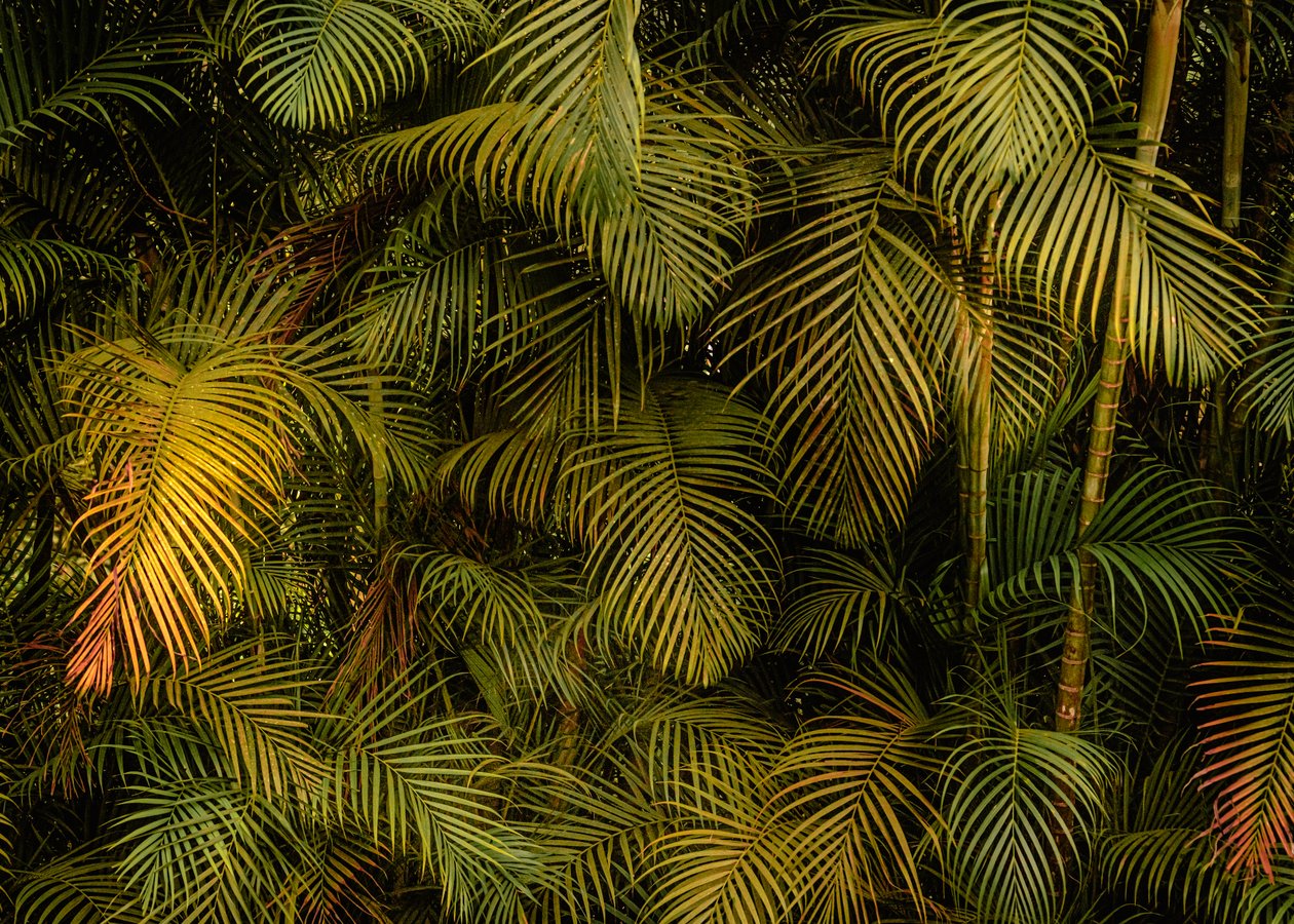 Palm Tree IV, 2024 (foto) af Antonio Schubert