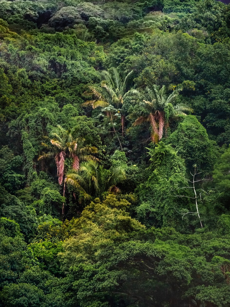 Tijuca Forest XXXII, 2018 (digitalt fotografi) af Antonio Schubert