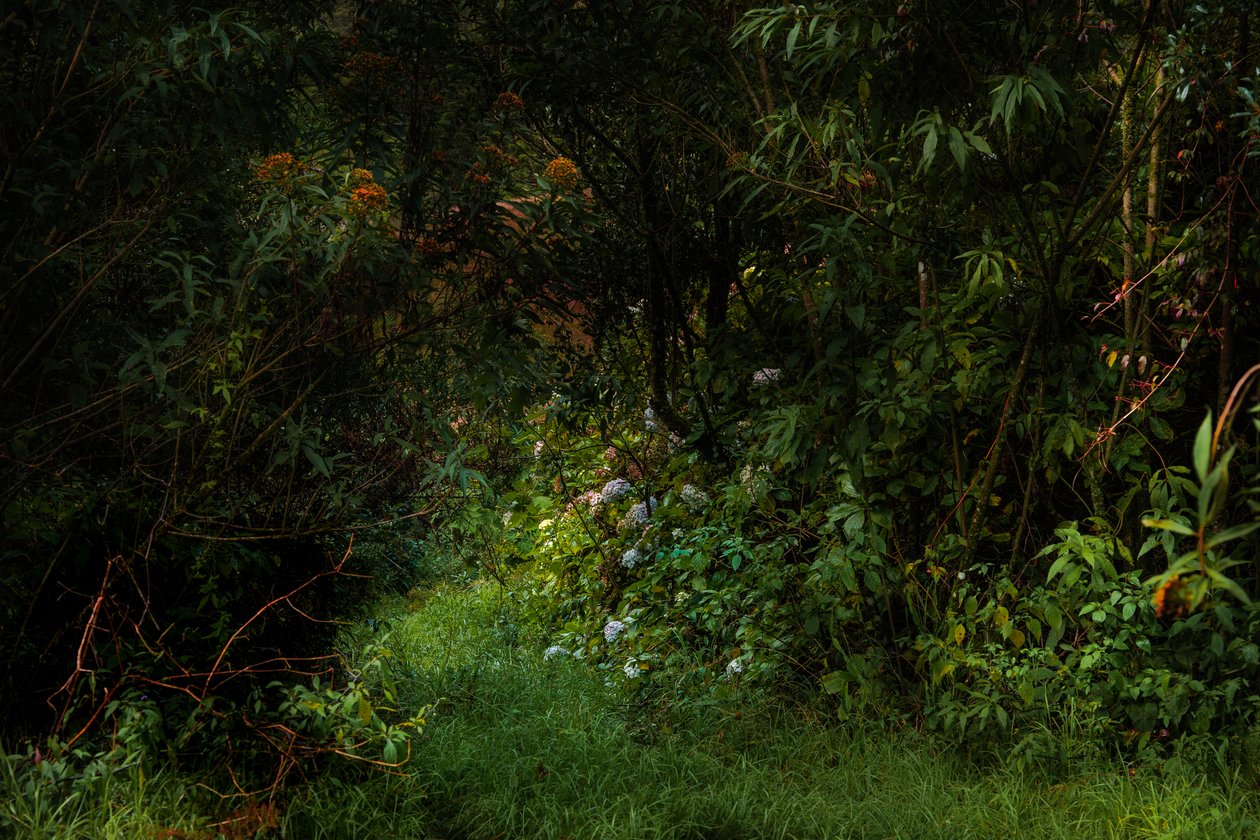 Stier, 2015 (digitalt foto) af Antonio Schubert