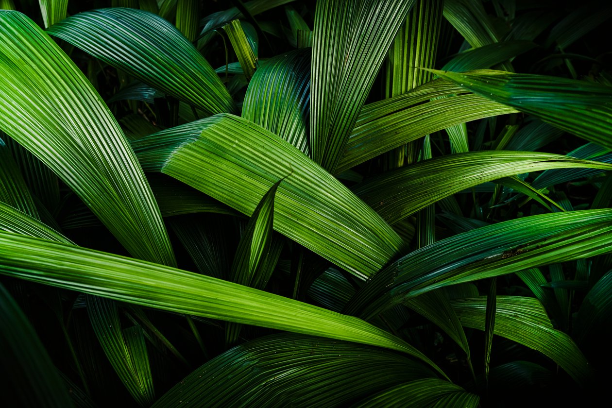Tropical Gardens II, Rio de Janeiro, Brasilien, 2024 (fotografi) af Antonio Schubert