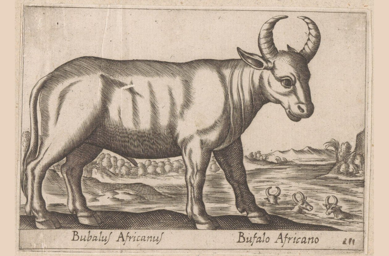 afrikansk bøffel Bubalus Africanus/ Bufalo Africano (titel på objektet) Dyr og mytiske væsner (serietitel) Nova raccolta de li animali piu curiosi del mondo (serietitel) af Antonio Tempesta