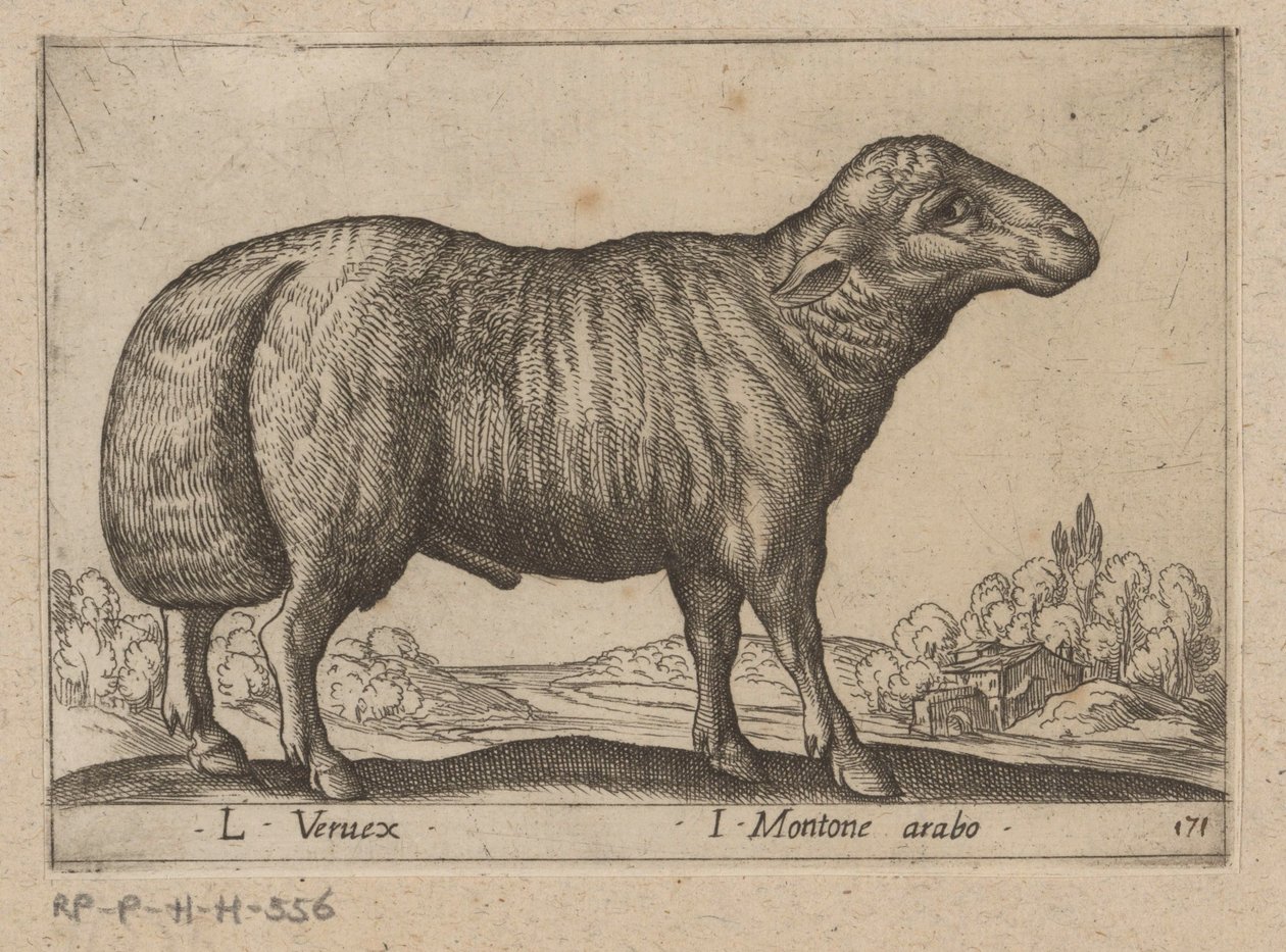 arabisk schaap L Veruex/ I Montone arabo (titel på objekt) Dieren en fablewezens (serietitel) Ny samling af verdens mest nysgerrige dyr (serietitel) af Antonio Tempesta