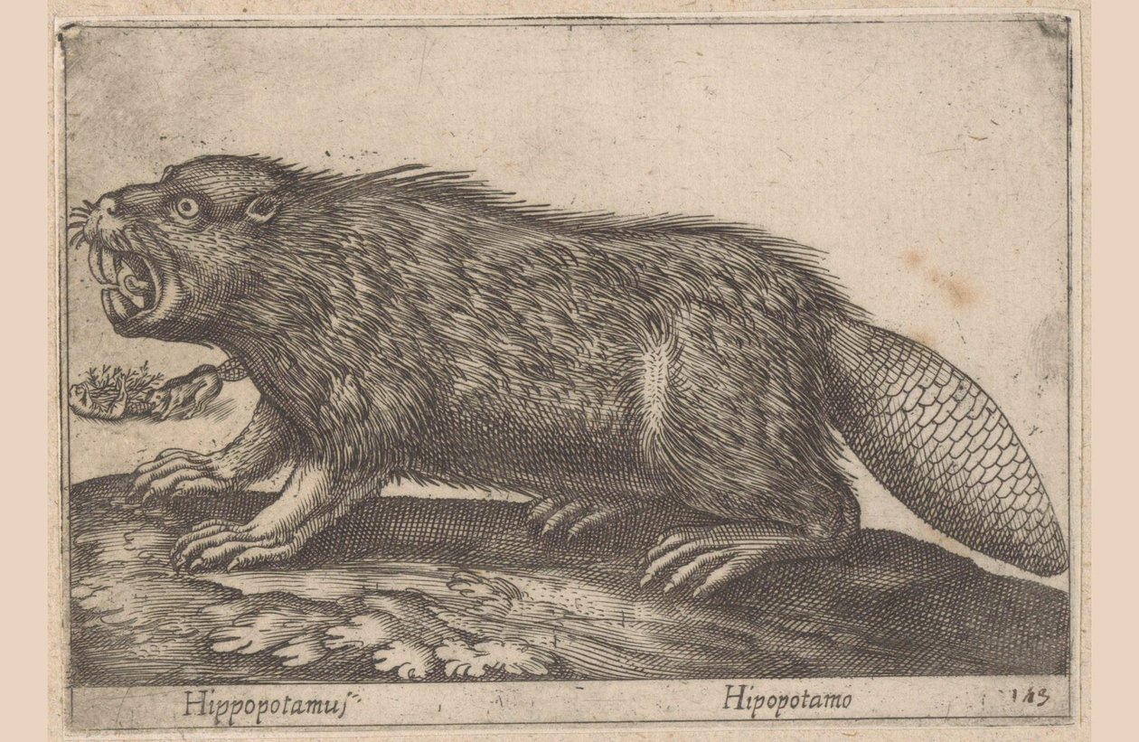 Drikke Flodhest (titel på objekt) Dieren en fablewezens (serietitel) Nova raccolta de li animali piu curiosi del mondo (serietitel) af Antonio Tempesta