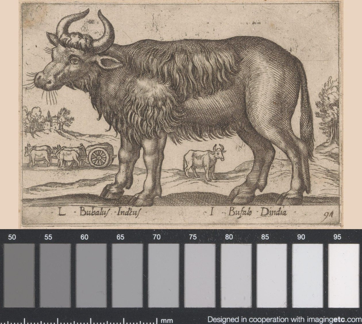 Bøffel L Bubalus Indicus/ I Bufola Dindia (titel på objekt) Dieren en fablewezens (serietitel) Ny samling af verdens mest nysgerrige dyr (serietitel) af Antonio Tempesta