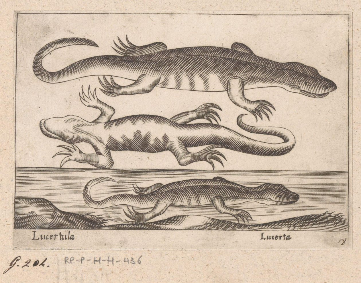 Tre drager Lizard/ Lizard (titel på objekt) Dieren en fablewezens (serietitel) Ny samling af verdens mest nysgerrige dyr (serietitel) af Antonio Tempesta