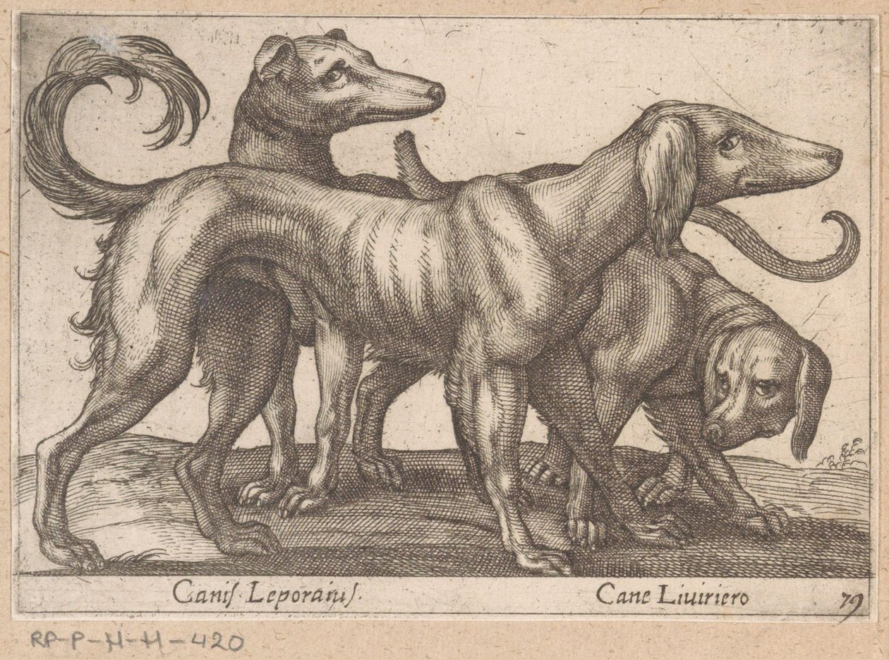 Tre hunde Canis Leporius / Cane Liviriero (titel på objekt) Dyr og mytiske væsner (serietitel) Nova raccolta de li animali piu curiosi del mondo (serietitel) af Antonio Tempesta