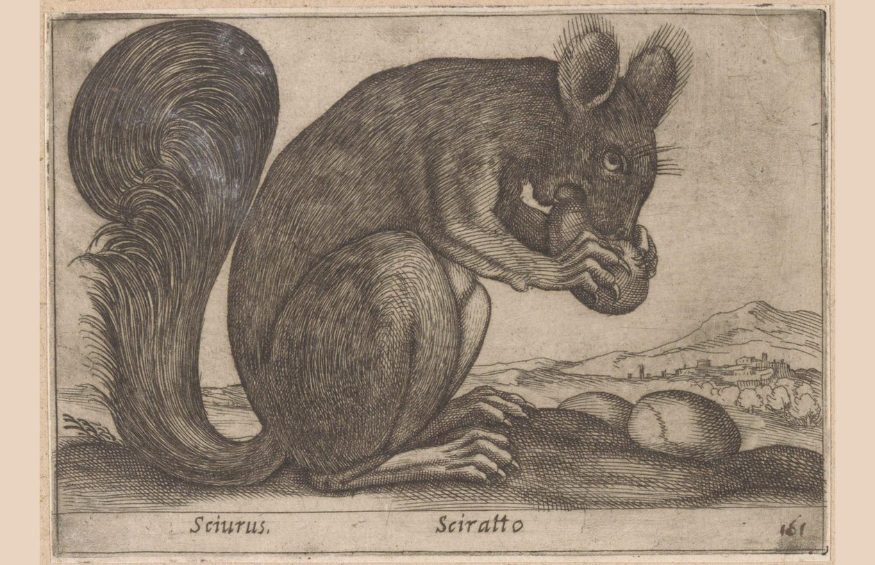 Ekhorn Sciurus/ Sciratto (titel på objekt) Dieren en fabelwezens (serietitel) Nyt nysgerrigt lille dyr i verden (serietitel) af Antonio Tempesta