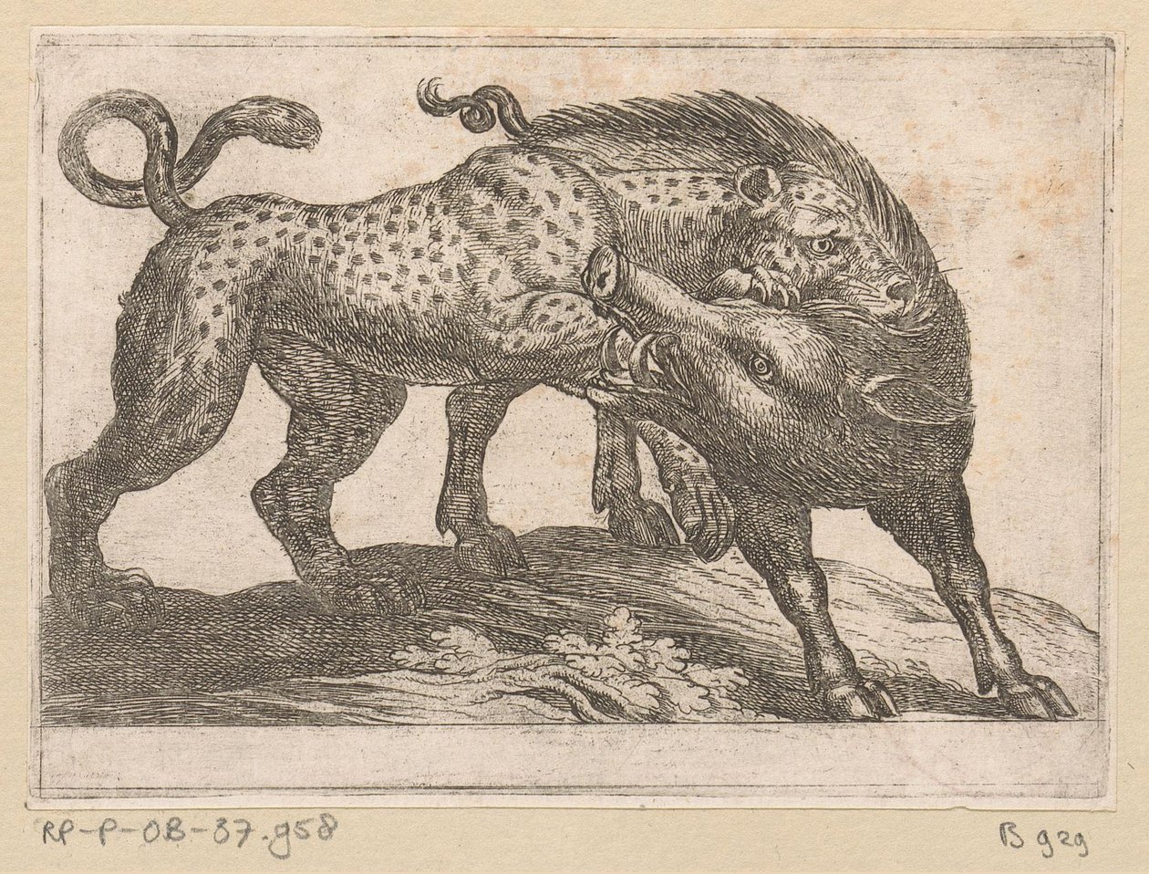 En leopard kæmper mod et vildsvin Kampdyr (serietitel) af Antonio Tempesta