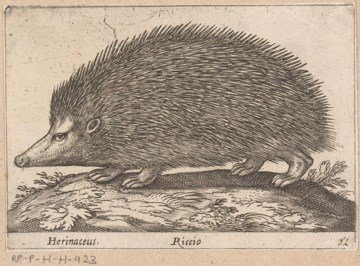 egel Herinaceus/ Riccio (titel på objekt) Dieren en fabelwezens (serietitel) Nova raccolta de li animali piu curiosi del mondo (serietitel) af Antonio Tempesta