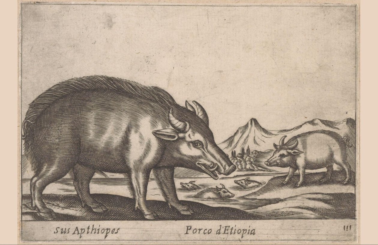 Etiopiske værker Hans Apthiopes/ Etiopisk gris (titel på objekt) Dieren en fabelwezens (serietitel) Nyt nysgerrigt lille dyr i verden (serietitel) af Antonio Tempesta