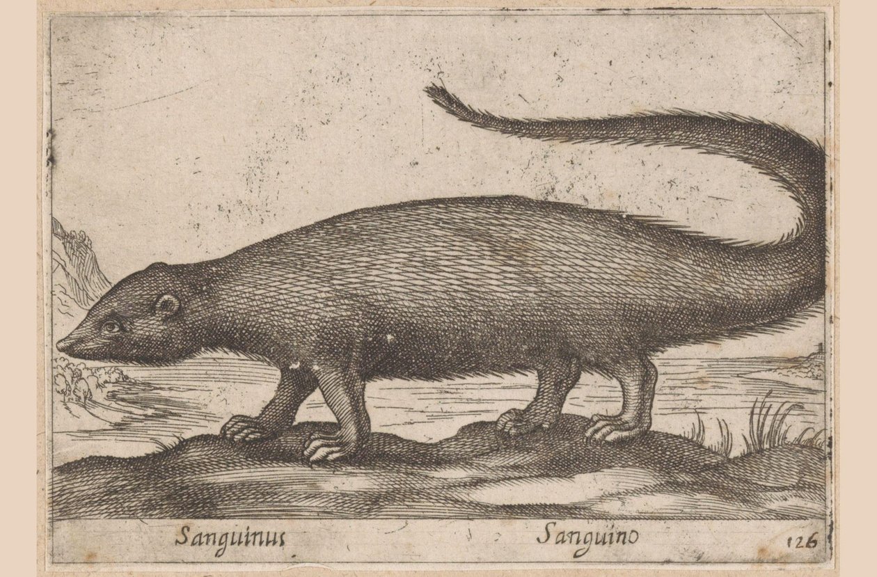 Hurtig Sanguinus/ Sanguino (titel på objekt) Dieren en fablewezens (serietitel) Ny samling af verdens mest nysgerrige dyr (serietitel) af Antonio Tempesta