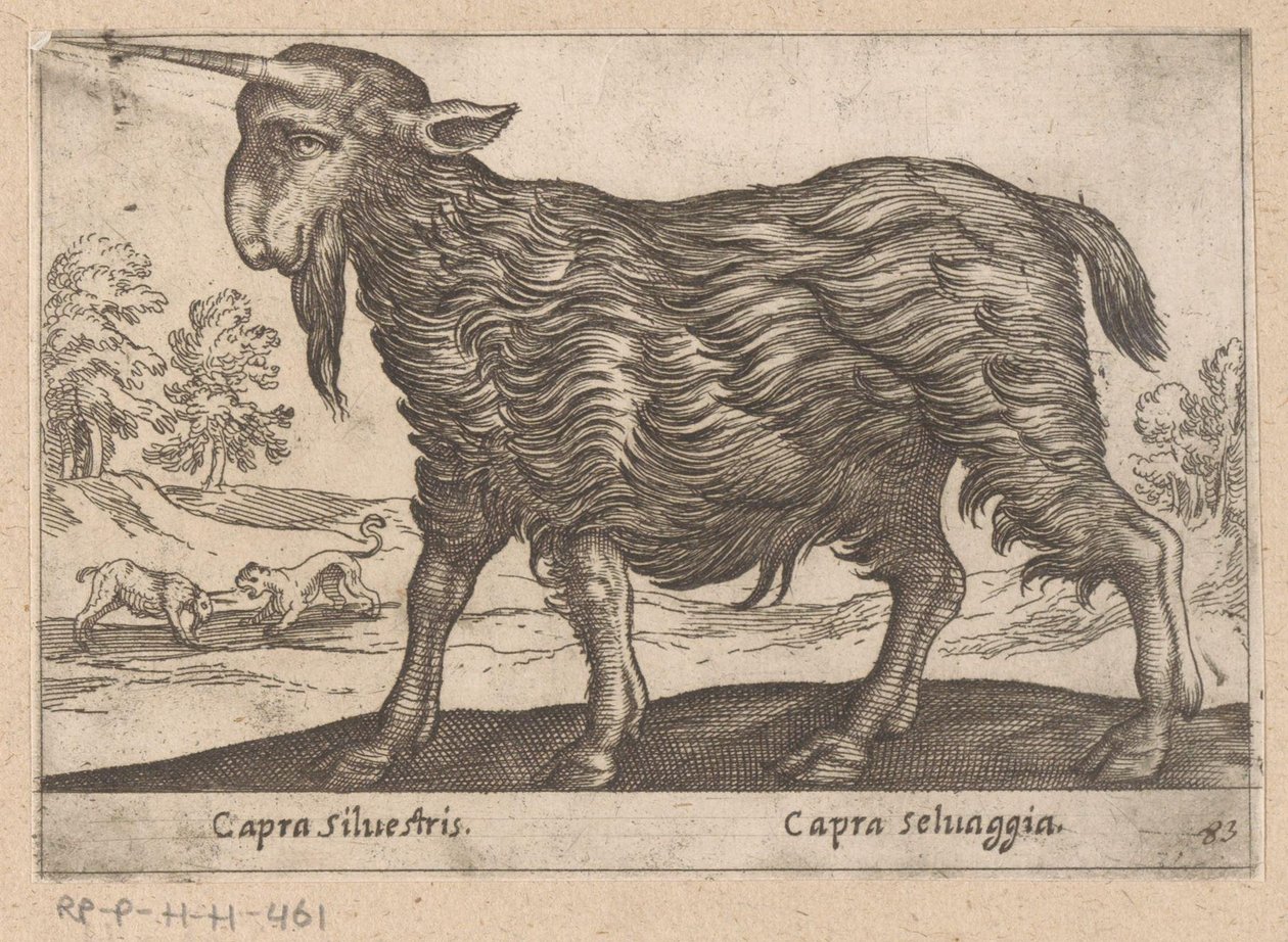 Ged med ét horn Capra Silvestris/ Capra Selvaggia (titel på objekt) Dieren en fablewezens (serietitel) Ny samling af verdens mest nysgerrige dyr (serietitel) af Antonio Tempesta