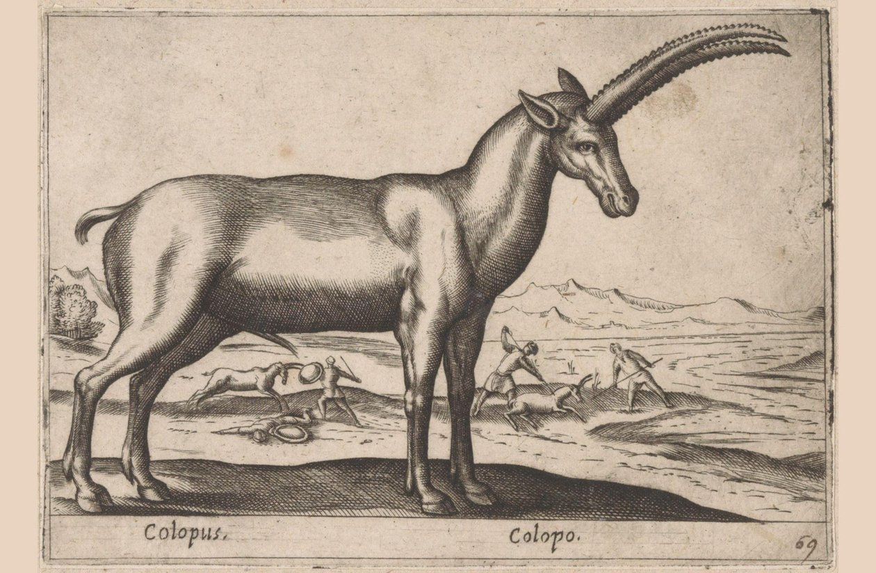 gedagtig Colopus/ Colopo (titel på objekt) Dieren en fablewezens (serietitel) Ny samling af verdens mest nysgerrige dyr (serietitel) af Antonio Tempesta