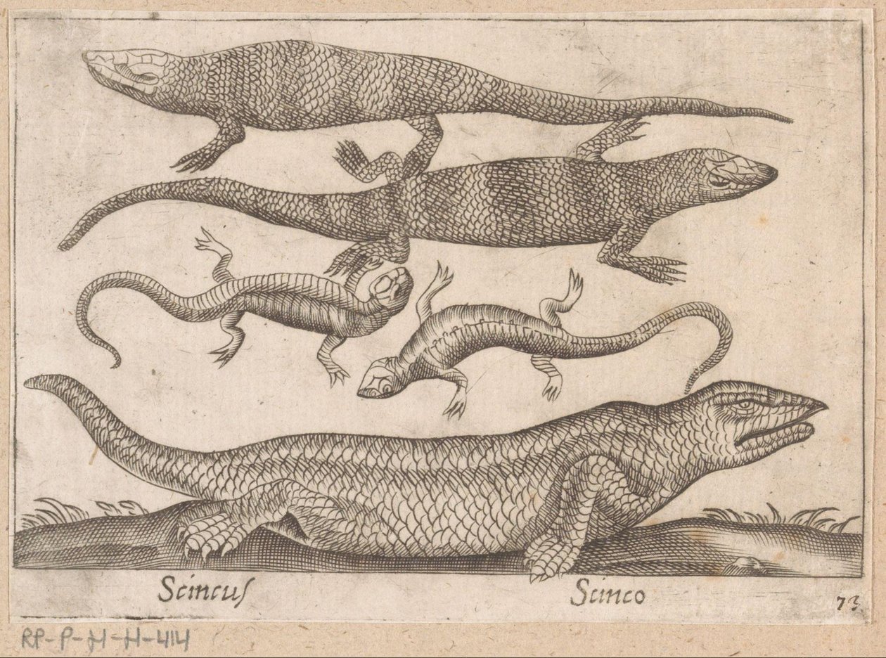 Hagedissen Skincus (titel på objekt) Dieren en fablewezens (serietitel) Nova raccolta de li animali piu curiosi del mondo (serietitel) af Antonio Tempesta