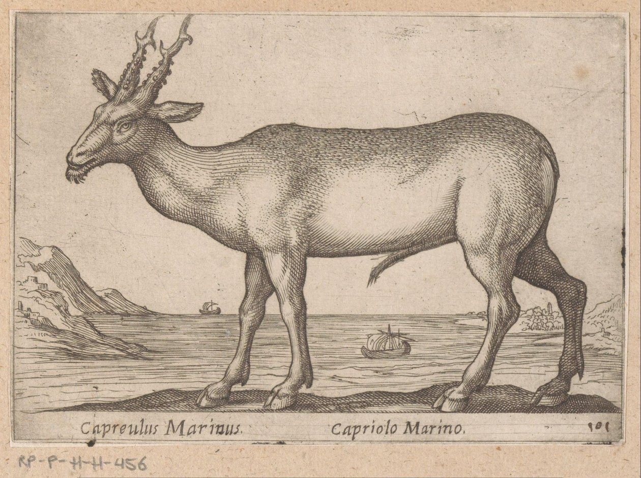 Hert Capreulus Marinus/ Capriolo Marino (titel på objektet) Dieren en fablewezens (serietitel) Ny samling af verdens mest nysgerrige dyr (serietitel) af Antonio Tempesta