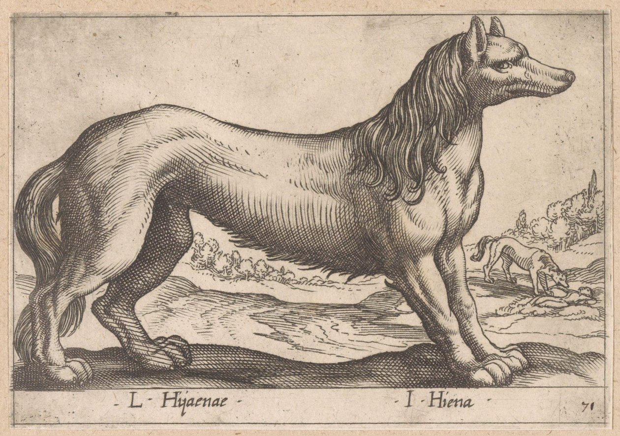 hyæne L Hijanae/ I Hyena (titel på objekt) Dieren en fabelwezens (serietitel) Nova raccolta de li animali piu curiosi del mondo (serietitel) af Antonio Tempesta