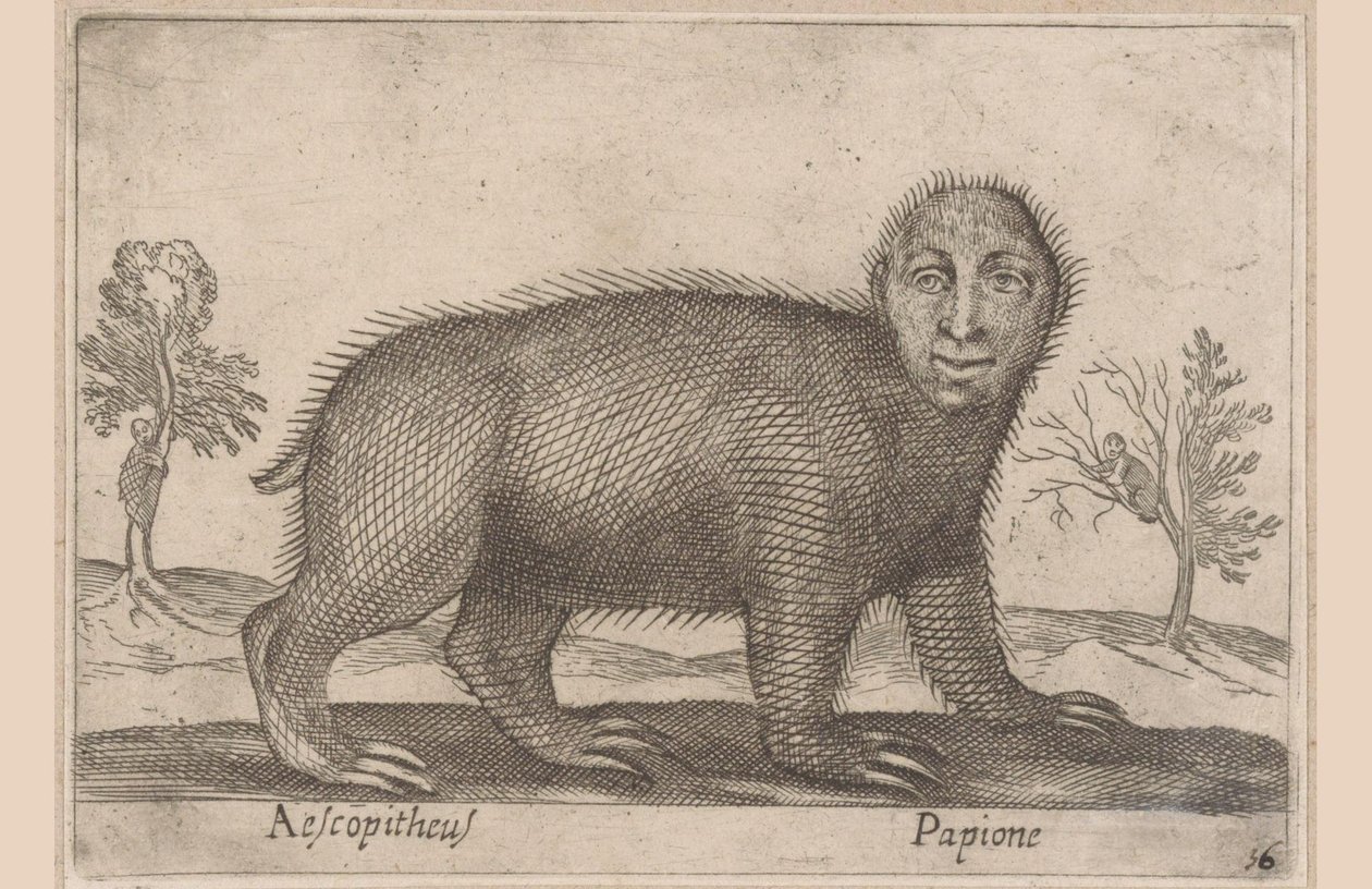 Dovendyr Aescopitheus/ Papione (titel på objekt) Dyr og mytiske væsner (serietitel) Nova raccolta de li animali piu curiosi del mondo (serietitel) af Antonio Tempesta