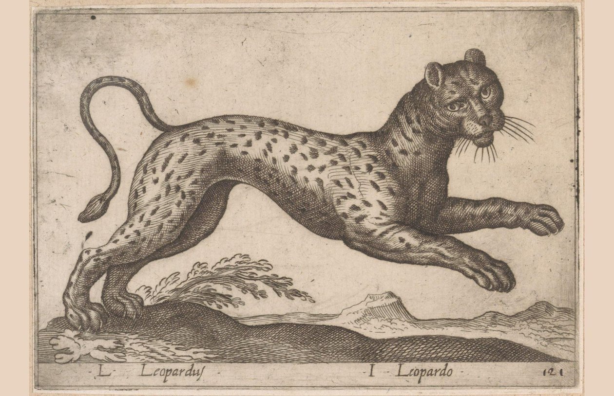 Leopard L Leopardus/ I Leopardo (titel på objekt) Dieren en fablewezens (serietitel) Ny samling af verdens mest nysgerrige dyr (serietitel) af Antonio Tempesta