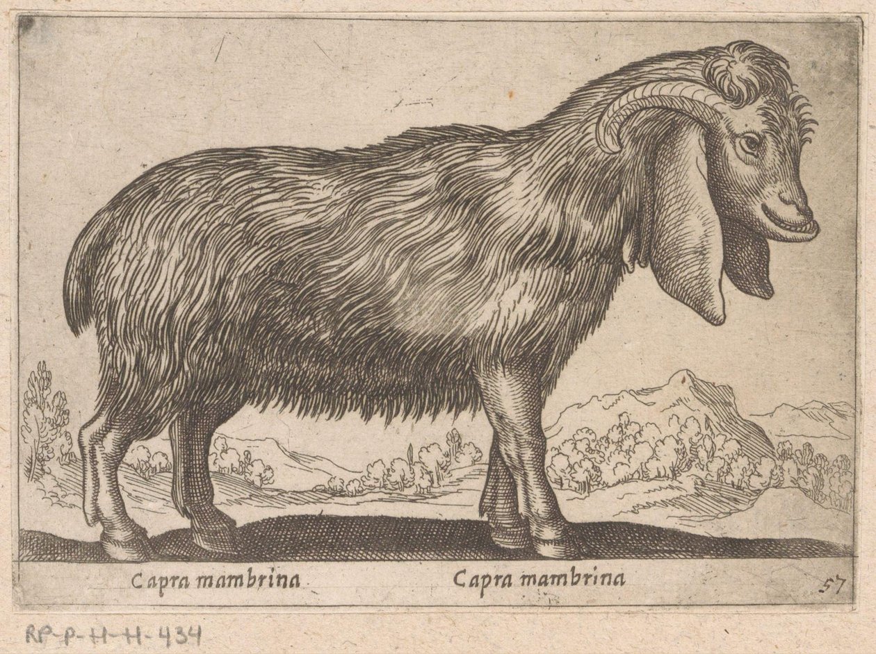 Membrina geit Capra mambrina/ Capra mambrina (titel på objekt) Dieren en fablewezens (serietitel) Ny samling af verdens mest nysgerrige dyr (serietitel) af Antonio Tempesta
