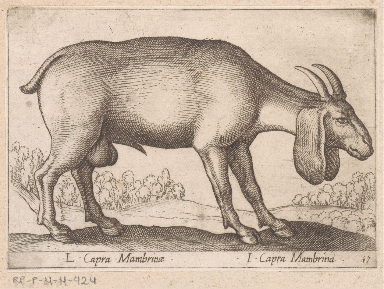 Membrina geit L Capra Mambrinae/ I Capra Mambrina (titel på objekt) Dieren en fablewezens (serietitel) Ny samling af verdens mest nysgerrige dyr (serietitel) af Antonio Tempesta
