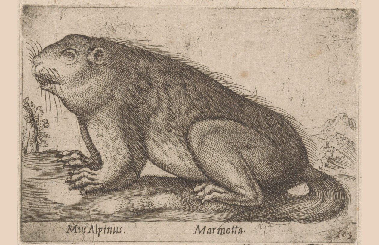 Han mumler Alpine Mouse / Marmotta (titel på objekt) Dieren en fablewezens (serietitel) Nova raccolta de li animali piu curiosi del mondo (serietitel) af Antonio Tempesta