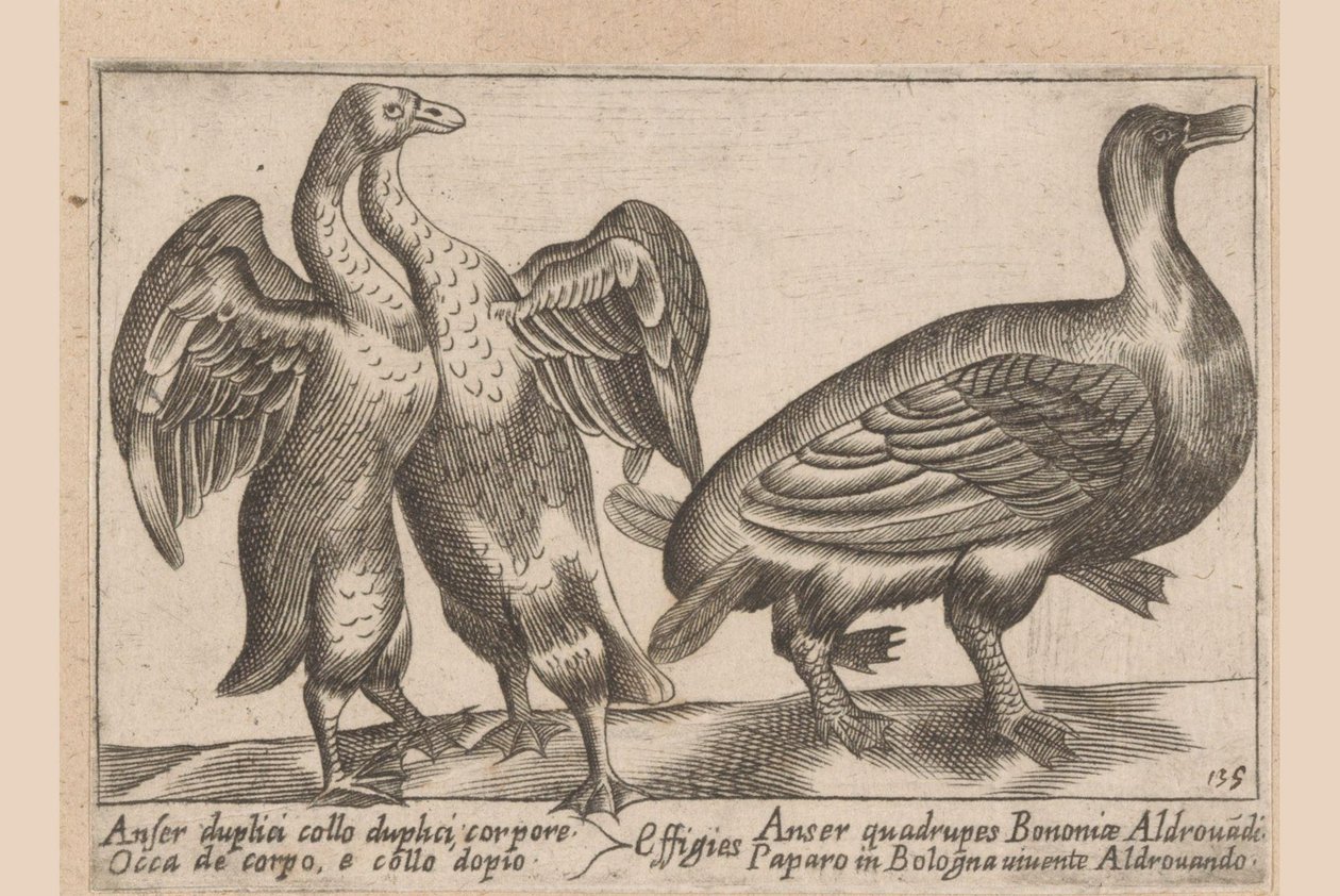 Misvormde ganzen Gås med dobbelt hals og dobbelt krop Dieren en fablewezens (serietitel) En ny samling af li animali p af Antonio Tempesta