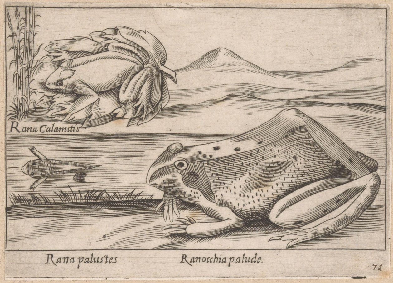 Moeras Kikkers Marsh Frog / Marsh Frog (titel på objekt) Dieren en fabelwezens (serietitel) Nova samling af de mest nysgerrige dyr i verden (serietitel) af Antonio Tempesta