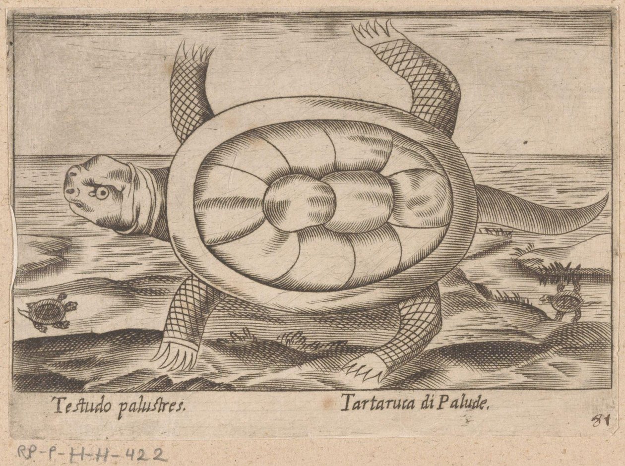 Moerasschildpad Testudo palustres/ Tartaruca di Palude (titel på objekt) Dieren en fablewezens (serietitel) Nova raccolta de li animali piu curiosi del mondo (serietitel) af Antonio Tempesta