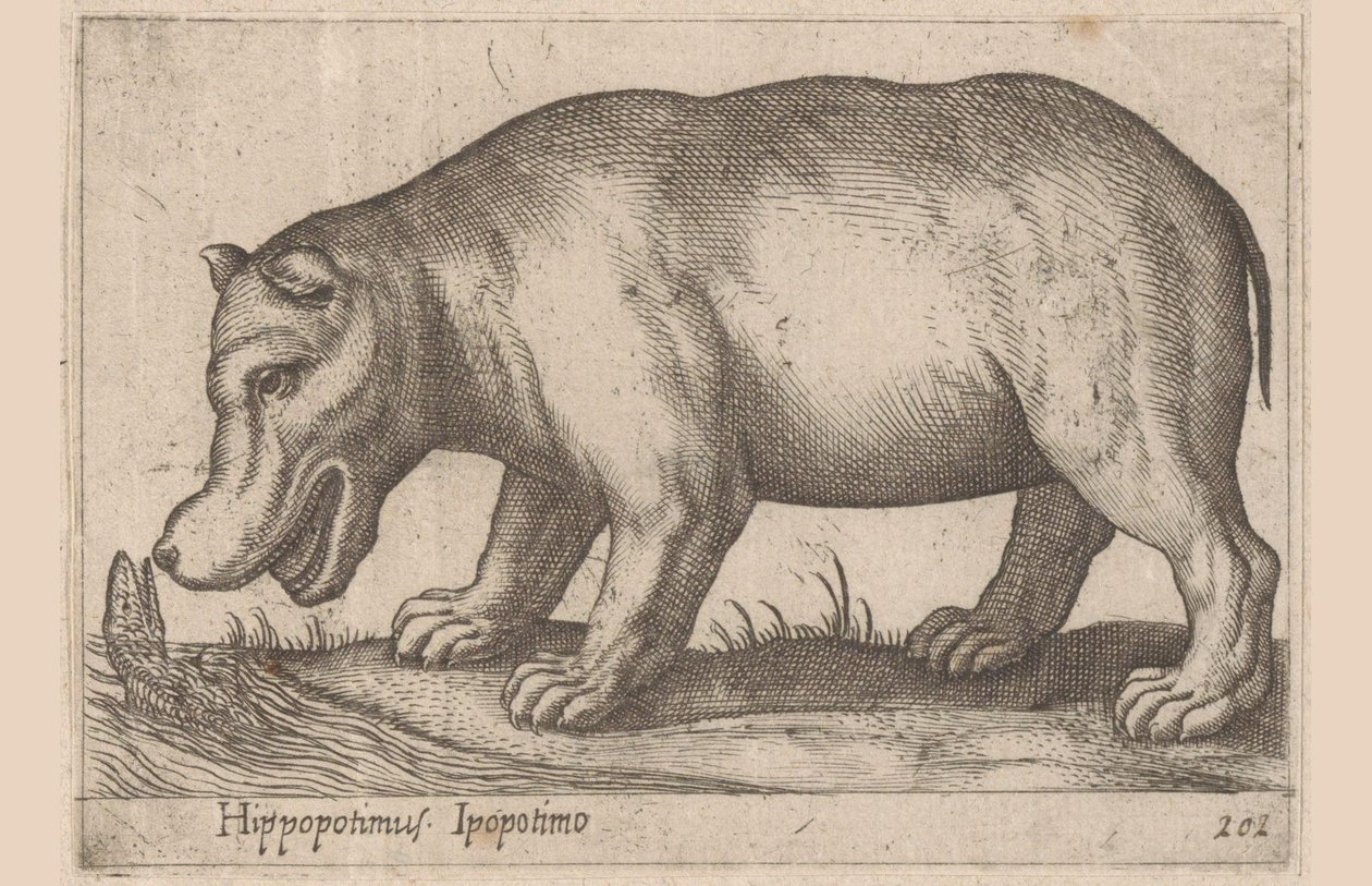 Flodhest Hippopotamus/Ippopotamo (titel på objekt) Dyr og mytiske væsner (serietitel) Nova raccolta de li animali piu curiosi del mondo (serietitel) af Antonio Tempesta