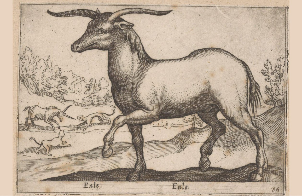 Hest med horn Eale/Eale (titel på objekt) Dyr og mytiske væsner (serietitel) Nova raccolta de li animali piu curiosi del mondo (serietitel) af Antonio Tempesta