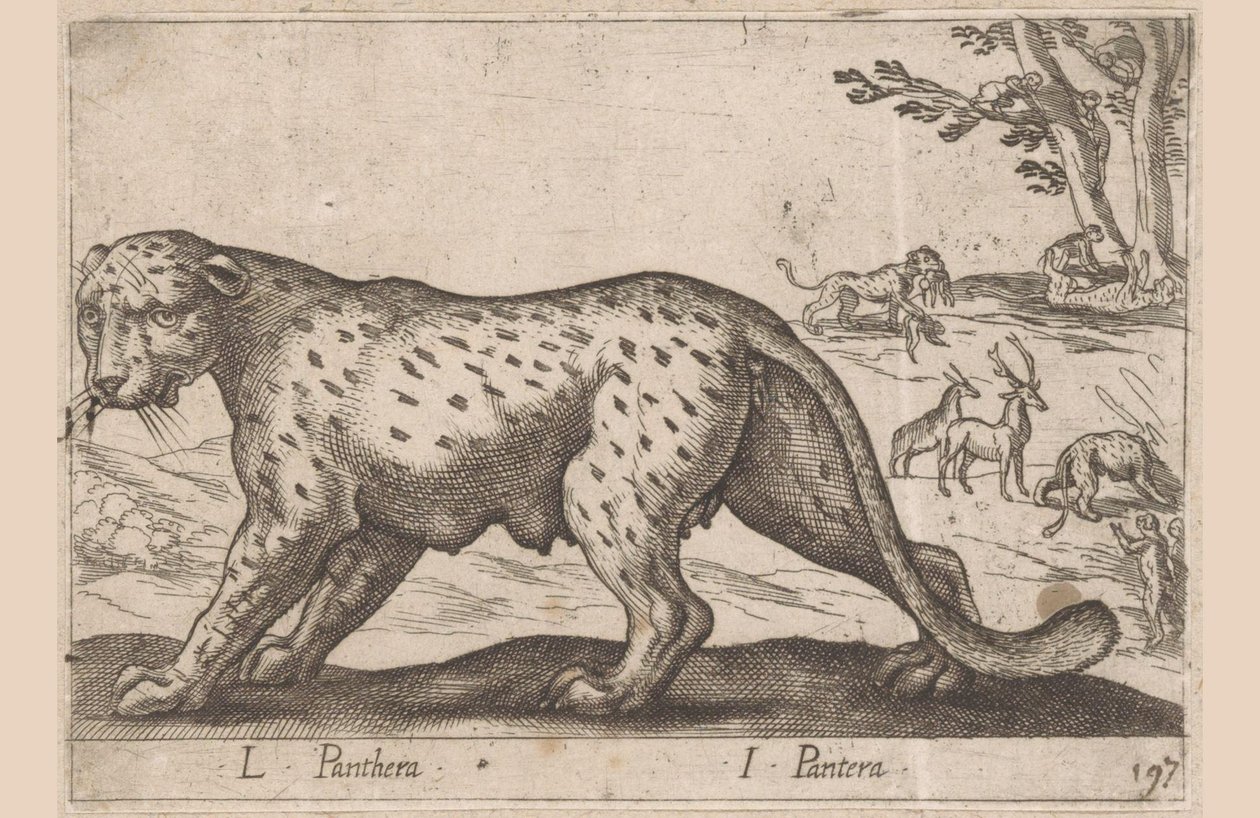 Panter L Panthera/ I Panthera (titel på objekt) Dieren en fablewezens (serietitel) Ny samling af verdens mest nysgerrige dyr (serietitel) af Antonio Tempesta
