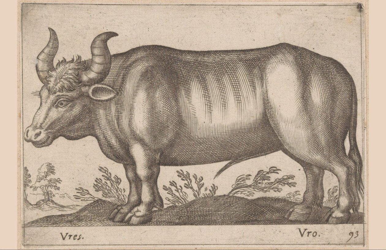 Rund Vres/ Vro (titel på objekt) Dyr og mytiske væsner (serietitel) Nova raccolta de li animali piu curiosi del mondo (serietitel) af Antonio Tempesta