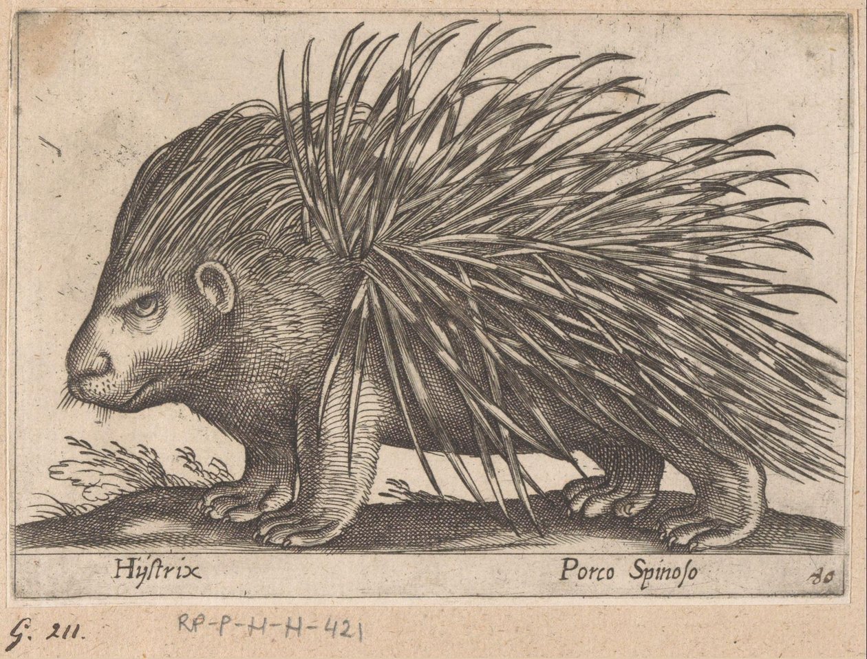 Porcupine Hystrix/ Porco Spinoso (titel på objekt) Dyr og mytiske væsner (serietitel) Nova raccolta de li animali piu curiosi del mondo (serietitel) af Antonio Tempesta